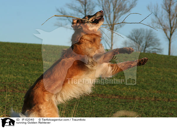 rennender Golden Retriever / running Golden Retriever / IF-02040