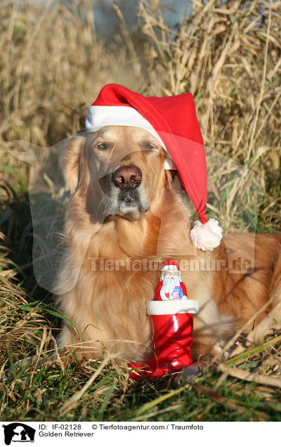 Golden Retriever / Golden Retriever / IF-02128