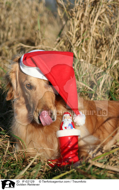 Golden Retriever / Golden Retriever / IF-02129