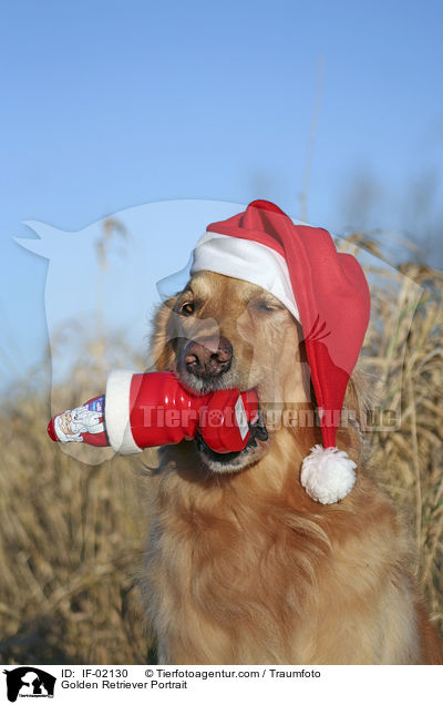 Golden Retriever Portrait / IF-02130