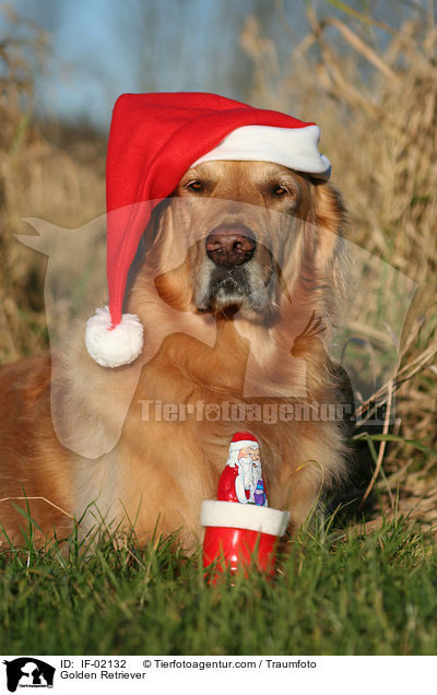 Golden Retriever / Golden Retriever / IF-02132