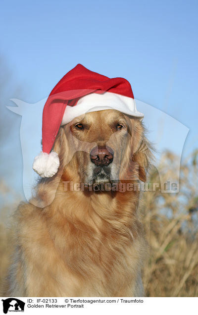 Golden Retriever Portrait / IF-02133