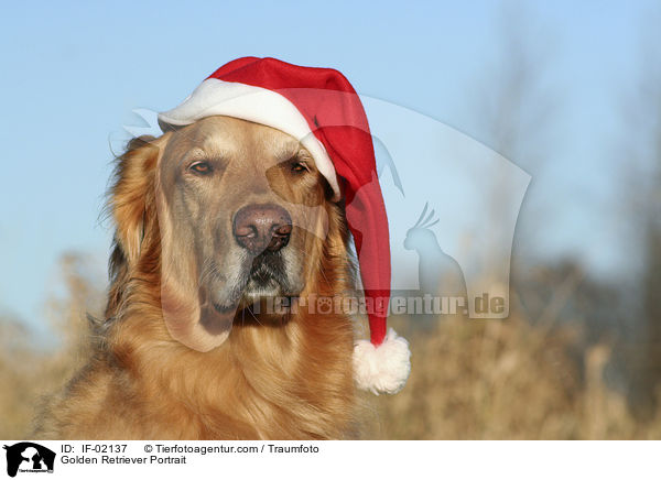 Golden Retriever Portrait / IF-02137