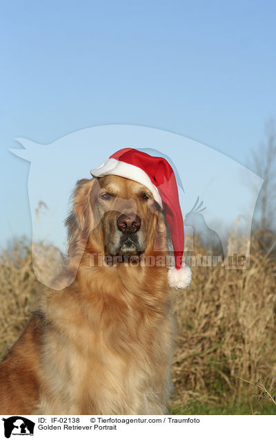 Golden Retriever Portrait / IF-02138