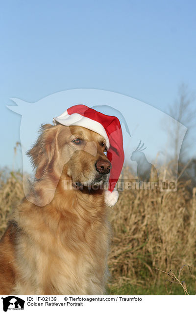 Golden Retriever Portrait / Golden Retriever Portrait / IF-02139