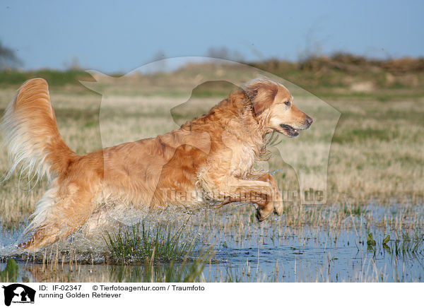 rennender Golden Retriever / running Golden Retriever / IF-02347