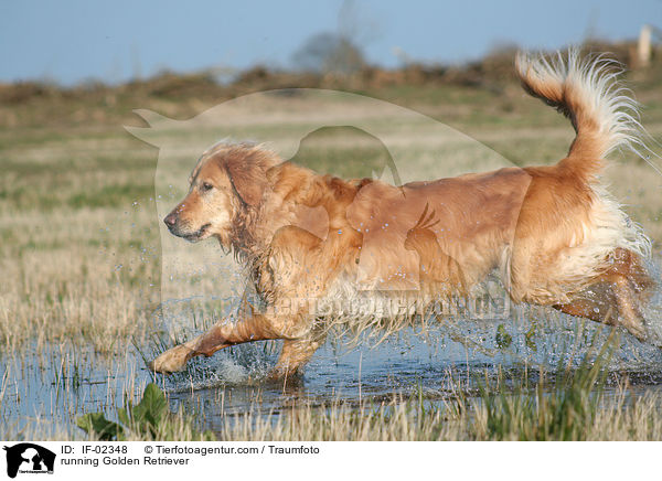 rennender Golden Retriever / running Golden Retriever / IF-02348