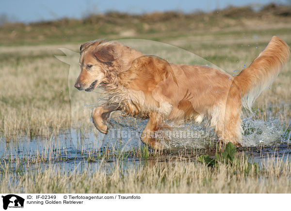 rennender Golden Retriever / running Golden Retriever / IF-02349