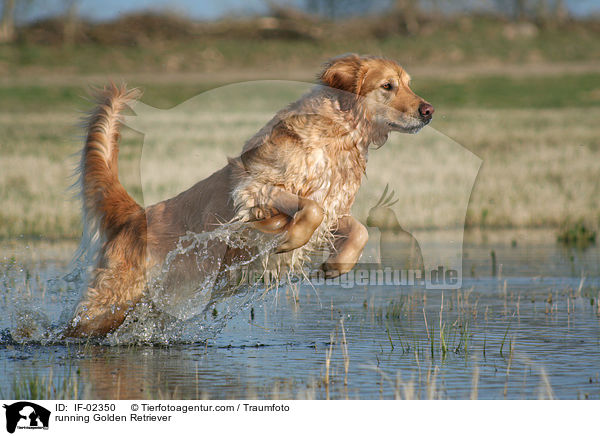 rennender Golden Retriever / running Golden Retriever / IF-02350