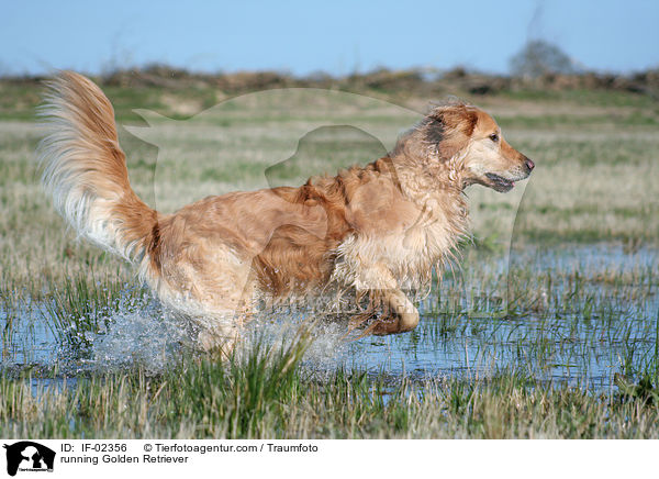 rennender Golden Retriever / running Golden Retriever / IF-02356