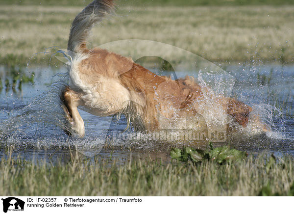 rennender Golden Retriever / running Golden Retriever / IF-02357