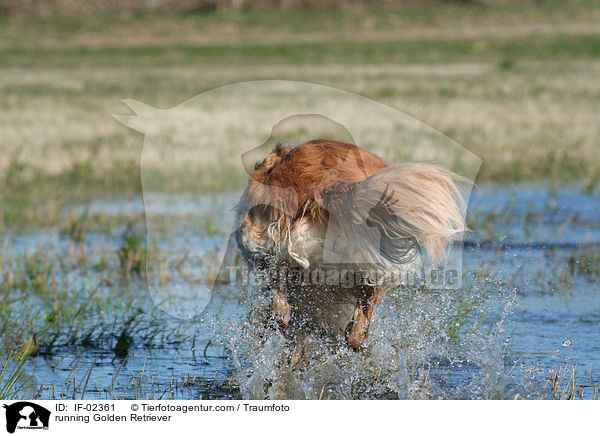 rennender Golden Retriever / running Golden Retriever / IF-02361