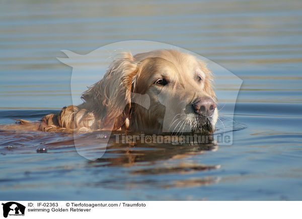 schwimmender Golden Retriever / swimming Golden Retriever / IF-02363