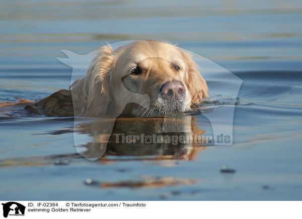 schwimmender Golden Retriever / swimming Golden Retriever / IF-02364