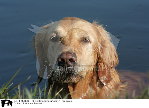 Golden Retriever Portrait / Golden Retriever Portrait / IF-02366