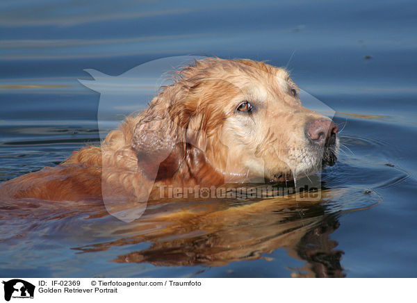 Golden Retriever Portrait / Golden Retriever Portrait / IF-02369