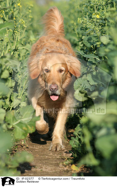 Golden Retriever / IF-02377