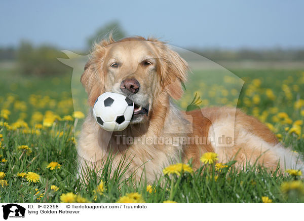 liegender Golden Retriever / lying Golden Retriever / IF-02398