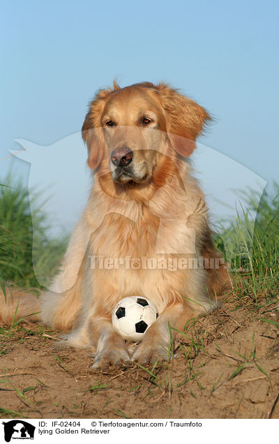 liegender Golden Retriever / lying Golden Retriever / IF-02404