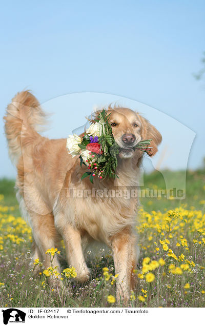 Golden Retriever / IF-02417