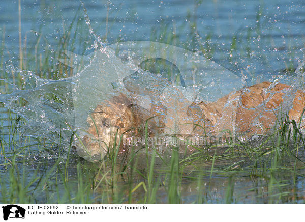 badender Golden Retriever / bathing Golden Retriever / IF-02692