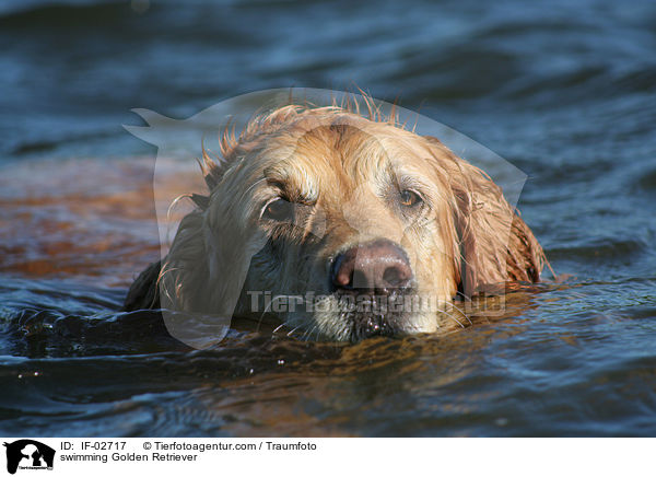 schwimmender Golden Retriever / swimming Golden Retriever / IF-02717