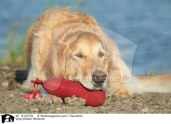 liegender Golden Retriever / lying Golden Retriever / IF-02728