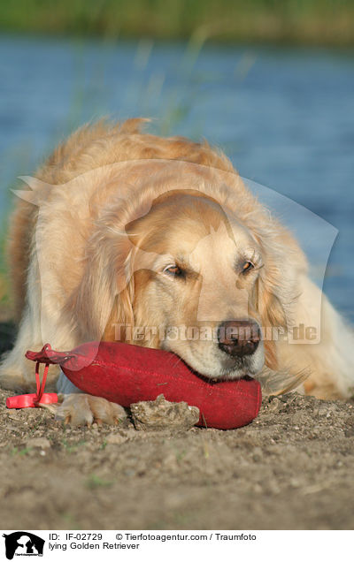 liegender Golden Retriever / lying Golden Retriever / IF-02729