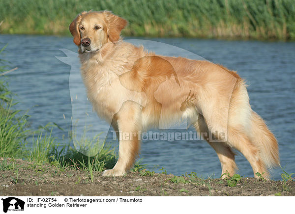stehender Golden Retriever / standing Golden Retriever / IF-02754