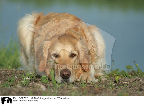 liegender Golden Retriever / lying Golden Retriever / IF-02762