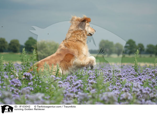 rennender Golden Retriever / running Golden Retriever / IF-03042