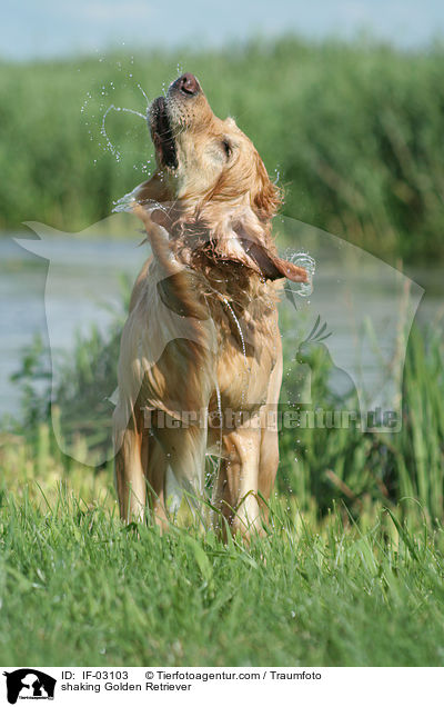 sich schttelnder Golden Retriever / shaking Golden Retriever / IF-03103