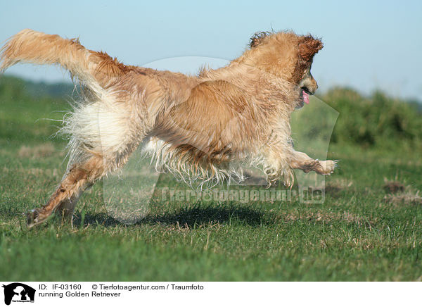 rennender Golden Retriever / running Golden Retriever / IF-03160