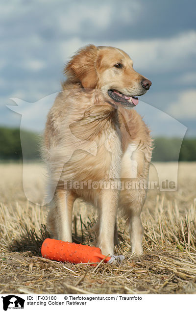 stehender Golden Retriever / standing Golden Retriever / IF-03180