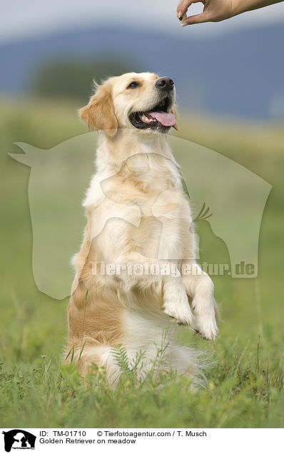 Golden Retriever auf Wiese / Golden Retriever on meadow / TM-01710