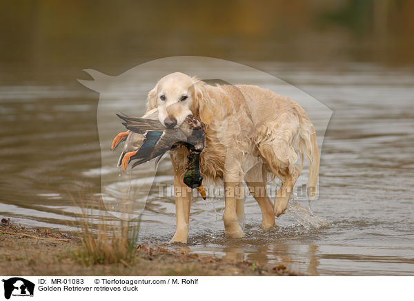 Golden Retriever retrieves duck / MR-01083