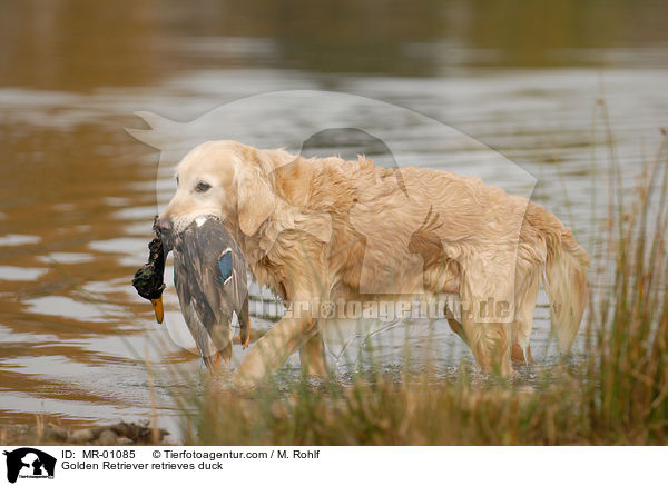 Golden Retriever retrieves duck / MR-01085