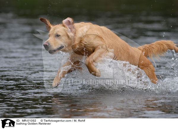 bathing Golden Retriever / MR-01092