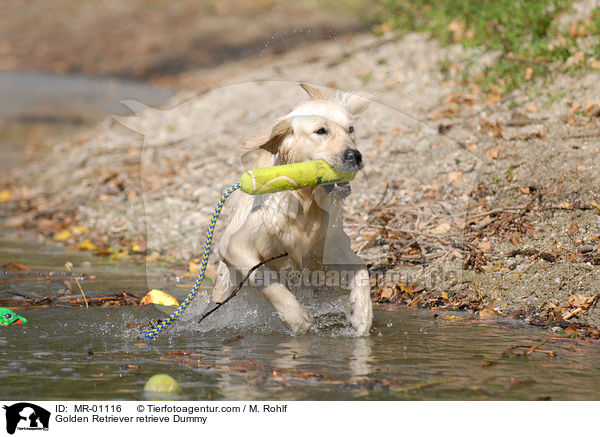 Golden Retriever apportiert Dummy / Golden Retriever retrieve Dummy / MR-01116