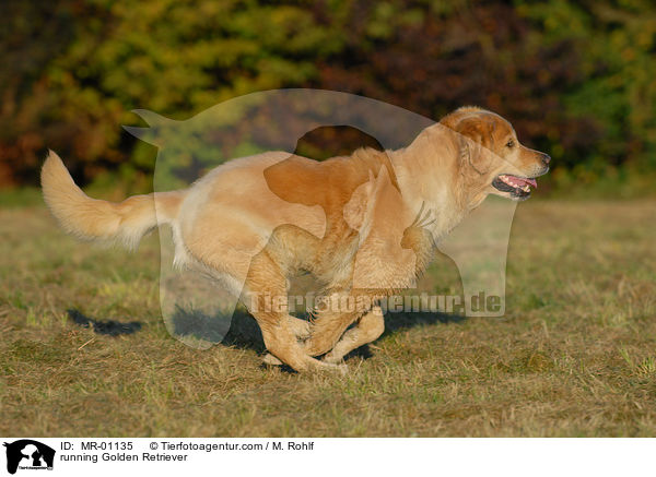 running Golden Retriever / MR-01135
