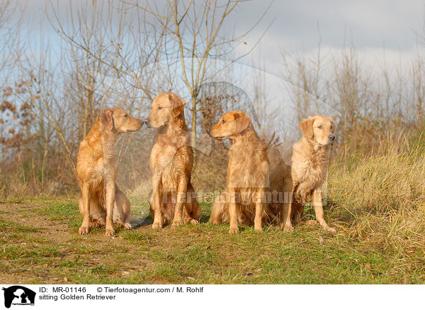 sitzender Golden Retriever / sitting Golden Retriever / MR-01146