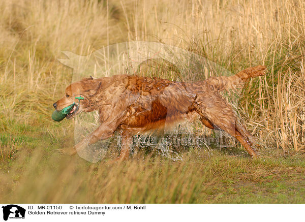 Golden Retriever apportiert Dummy / Golden Retriever retrieve Dummy / MR-01150