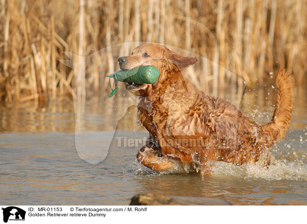 Golden Retriever apportiert Dummy / Golden Retriever retrieve Dummy / MR-01153