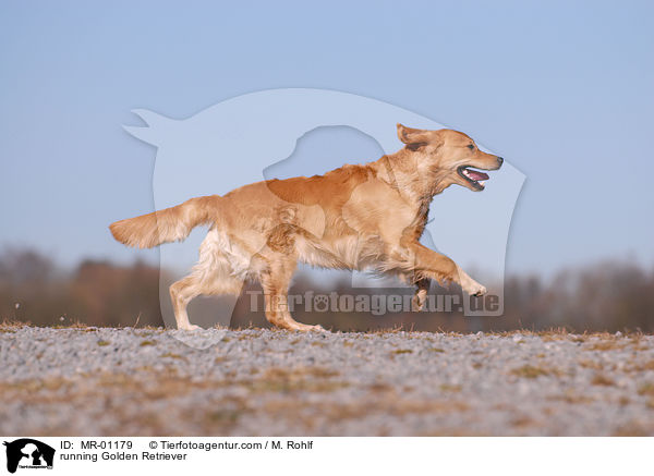 running Golden Retriever / MR-01179