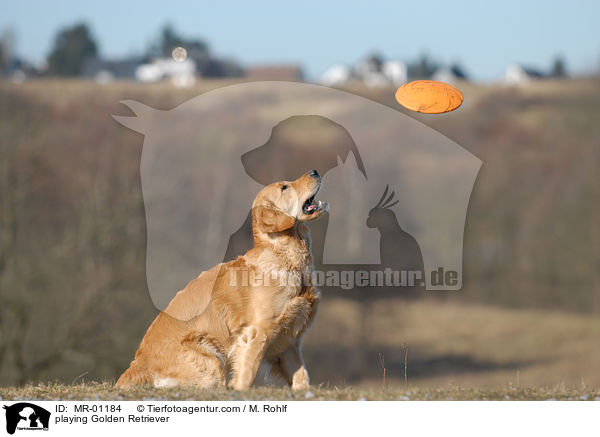 playing Golden Retriever / MR-01184