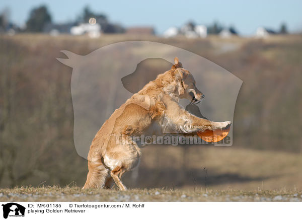 playing Golden Retriever / MR-01185