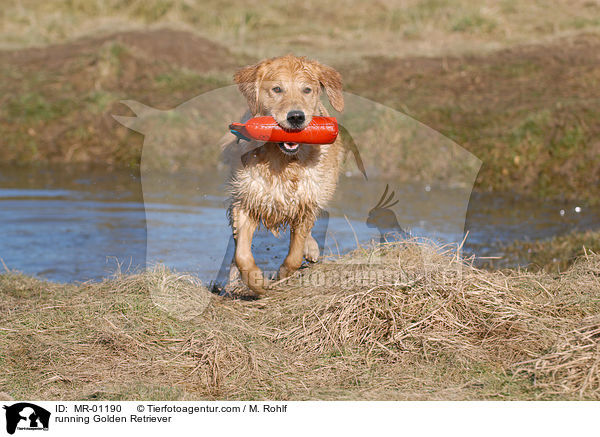 rennender Golden Retriever / running Golden Retriever / MR-01190