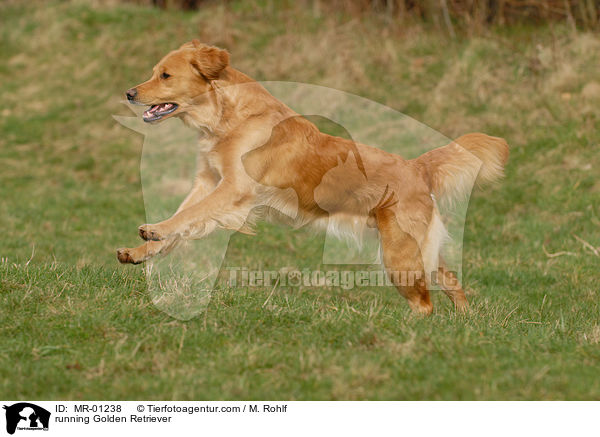 running Golden Retriever / MR-01238