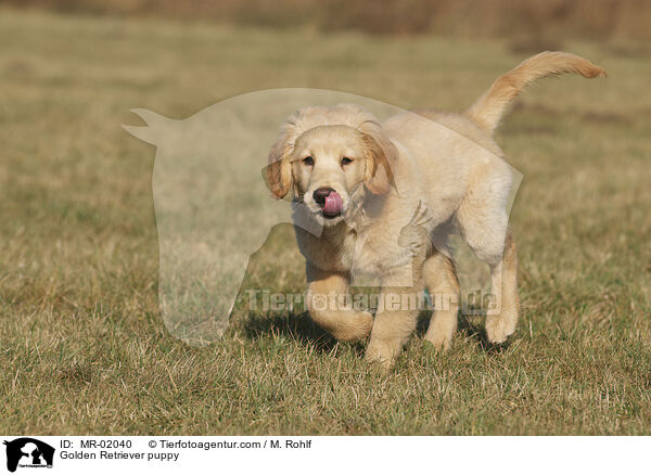 Golden Retriever puppy / MR-02040