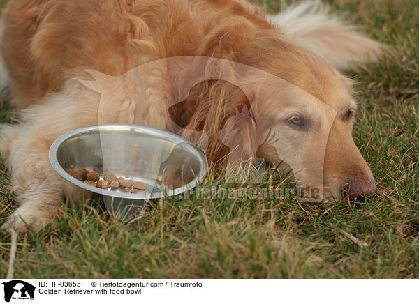 Golden Retriever mit Futterschssel / Golden Retriever with food bowl / IF-03655
